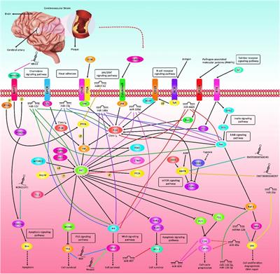 Emerging Impact of Non-coding RNAs in the Pathology of Stroke